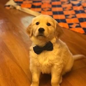 Meet your Posher, Justin